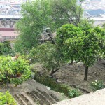 fazzoletto di terra coltivata